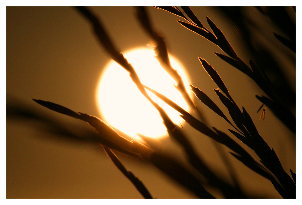 Sonnenuntergang in den Dünen