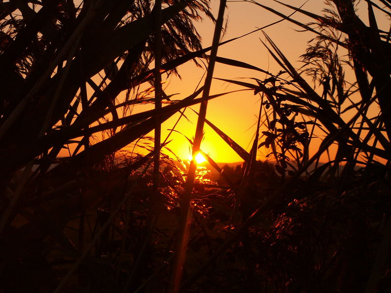 Sonnenuntergang in den Feuchtwiesen