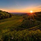 Sonnenuntergang in den Kaiserstühler Weinbergen