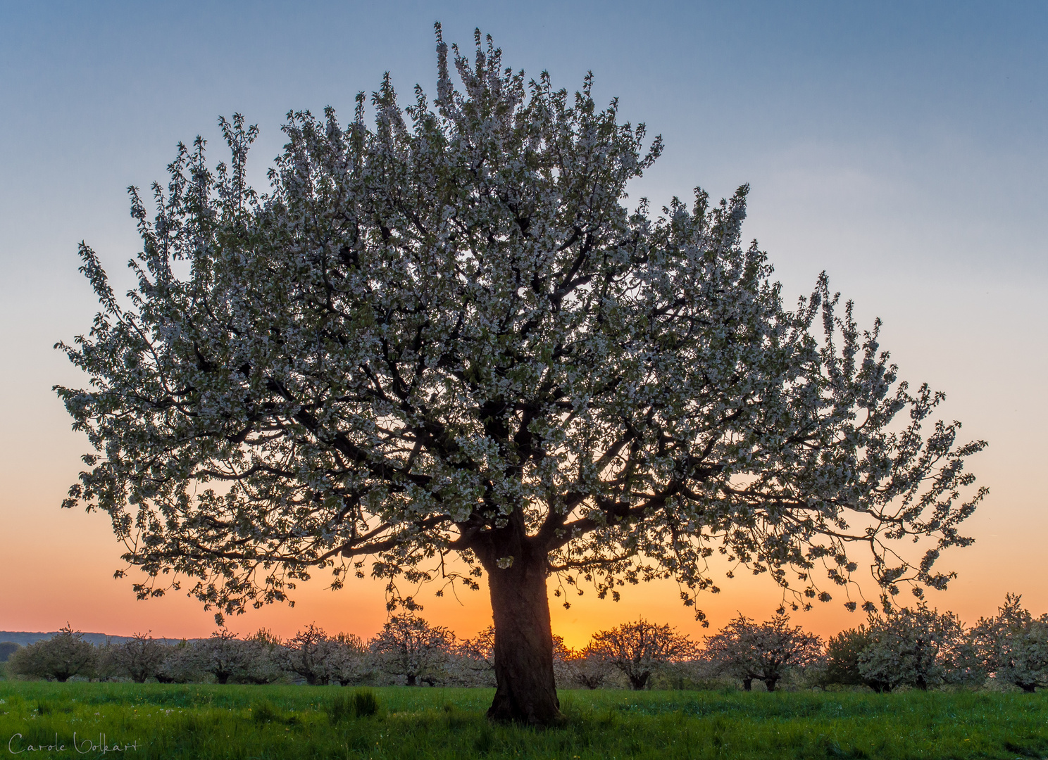 Sonnenuntergang in den Kirschbäumen