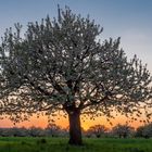 Sonnenuntergang in den Kirschbäumen