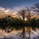 Sonnenuntergang in den Mangrovenwälder