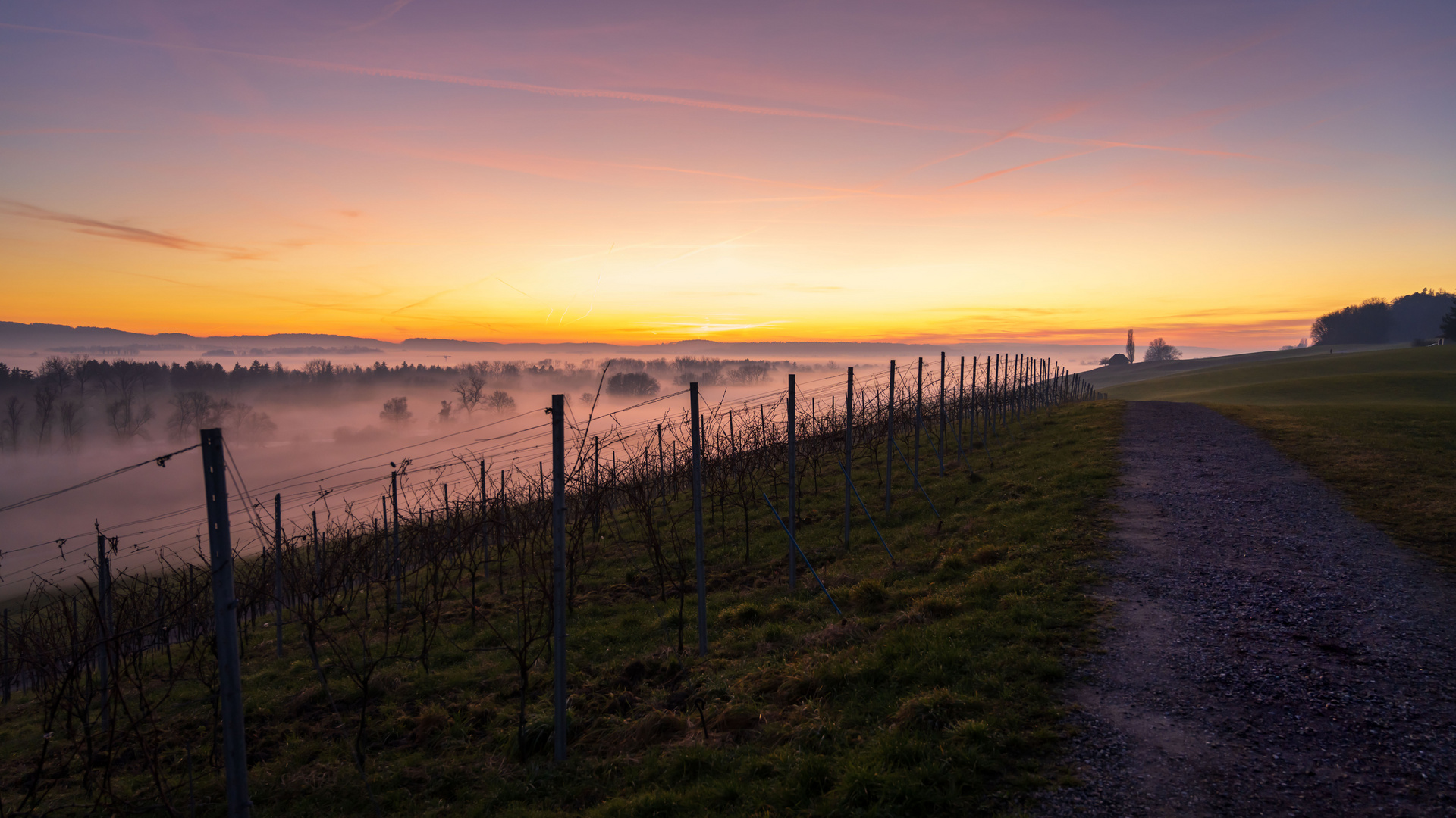 Sonnenuntergang in den Rebbergen