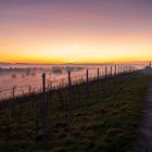 Sonnenuntergang in den Rebbergen