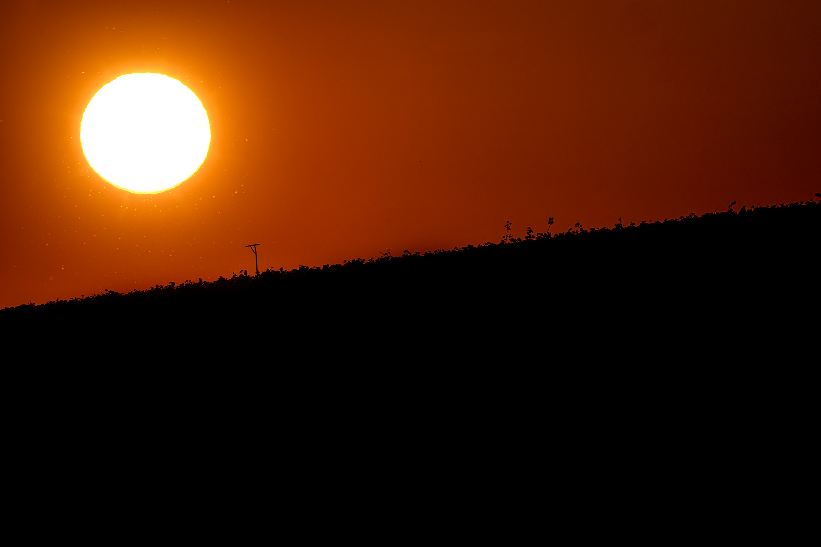 Sonnenuntergang in den Reben