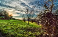 Sonnenuntergang in den Reben im Dezember