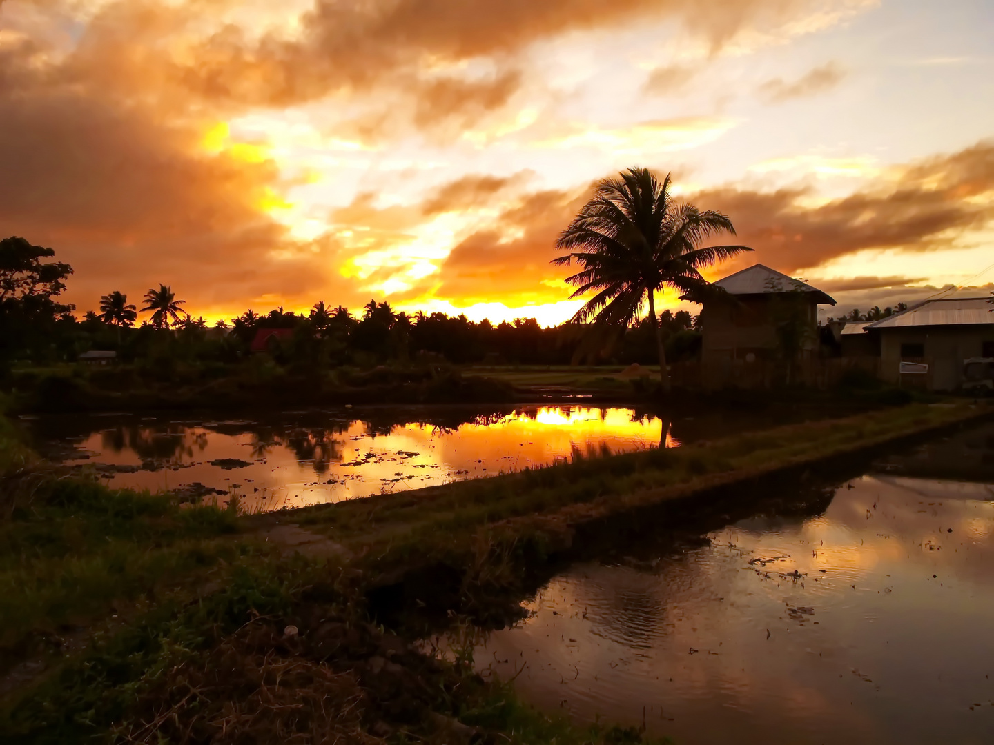 " Sonnenuntergang in den Reisfeldern " , Pang-pang - Aklan - Panay