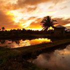 " Sonnenuntergang in den Reisfeldern " , Pang-pang - Aklan - Panay