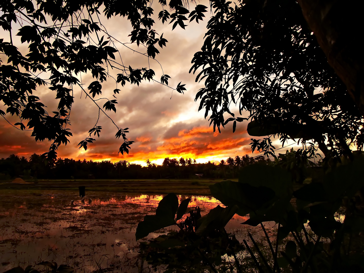 " Sonnenuntergang in den Reisfeldern1 " , Pang-pang - Aklan - Panay