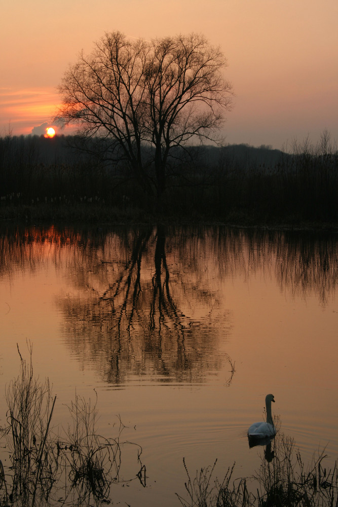 Sonnenuntergang in den Rheinauen