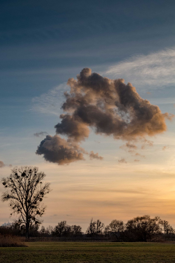 Sonnenuntergang in den Rheinauen