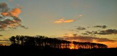 Sonnenuntergang in den Rheinauen