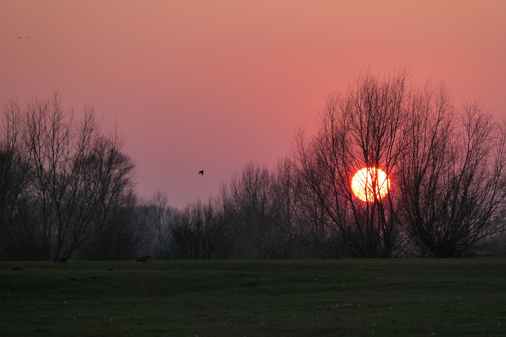 Sonnenuntergang in den Rheinwiesen