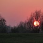 Sonnenuntergang in den Rheinwiesen