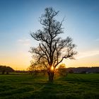 Sonnenuntergang in den Ruhrwiesen