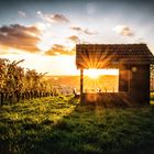 Sonnenuntergang in den Stuttgarter Weinbergen