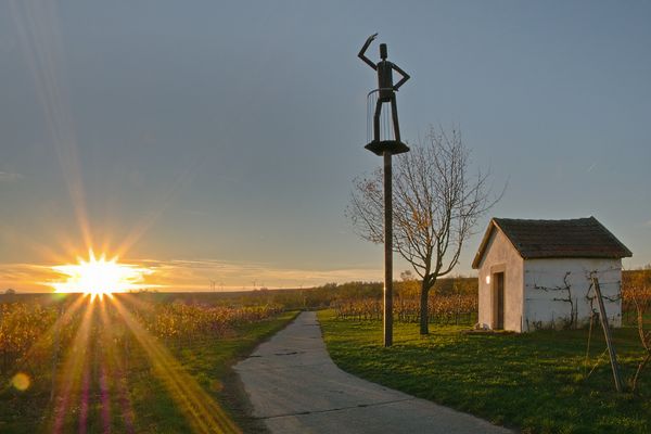 Sonnenuntergang in den Weinbergen