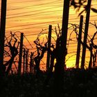 Sonnenuntergang in den Weinbergen