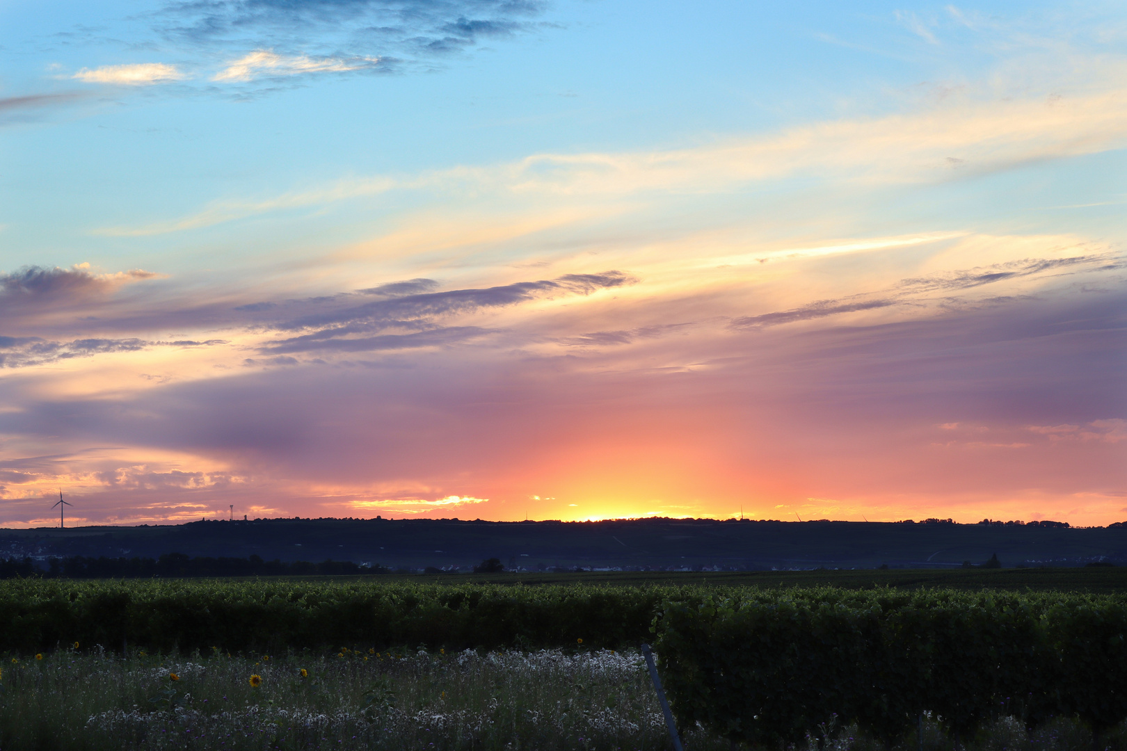 Sonnenuntergang in den Weinbergen