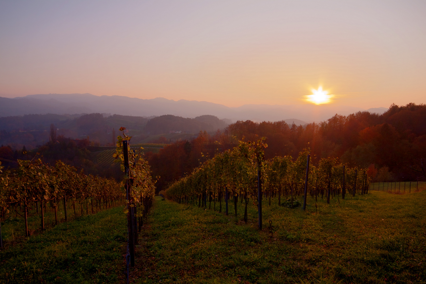 sonnenuntergang in den weinbergen