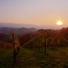 sonnenuntergang in den weinbergen