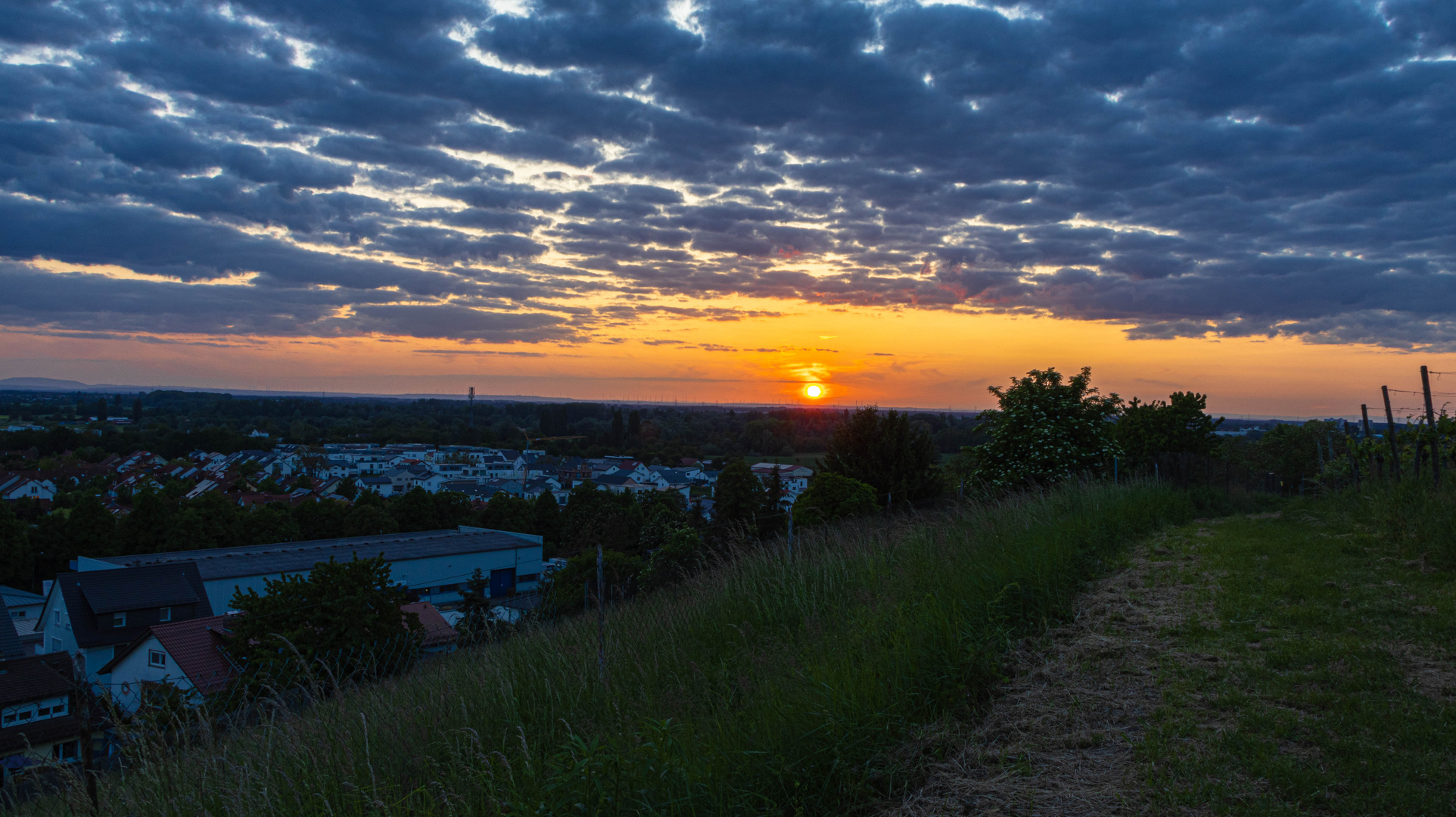 Sonnenuntergang in den Weinbergen