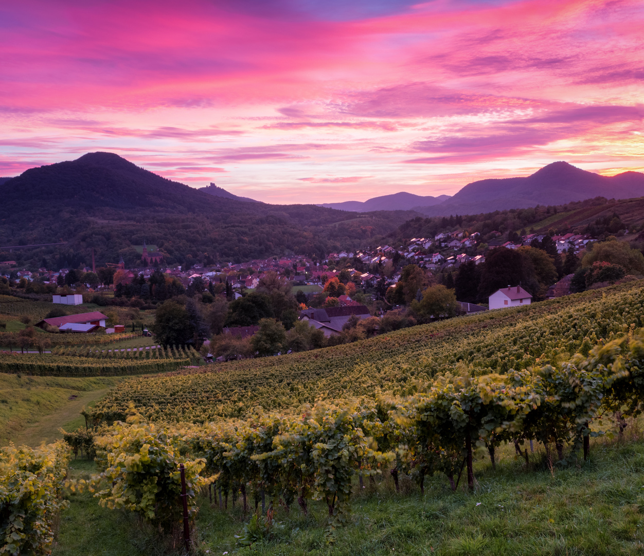 Sonnenuntergang in den Weinbergen