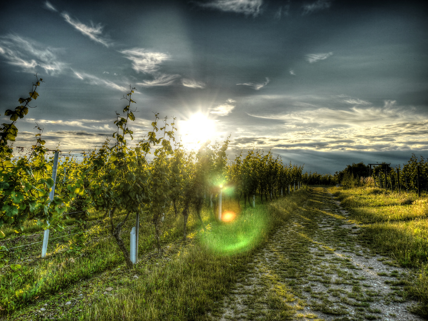 Sonnenuntergang in den Weinbergen Bad Kreuznach