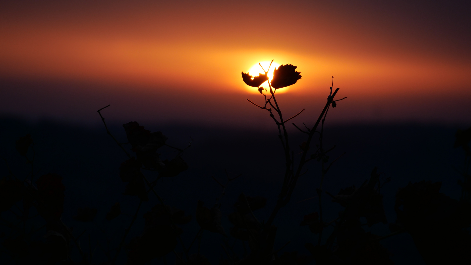 Sonnenuntergang in den Weinbergen