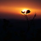 Sonnenuntergang in den Weinbergen