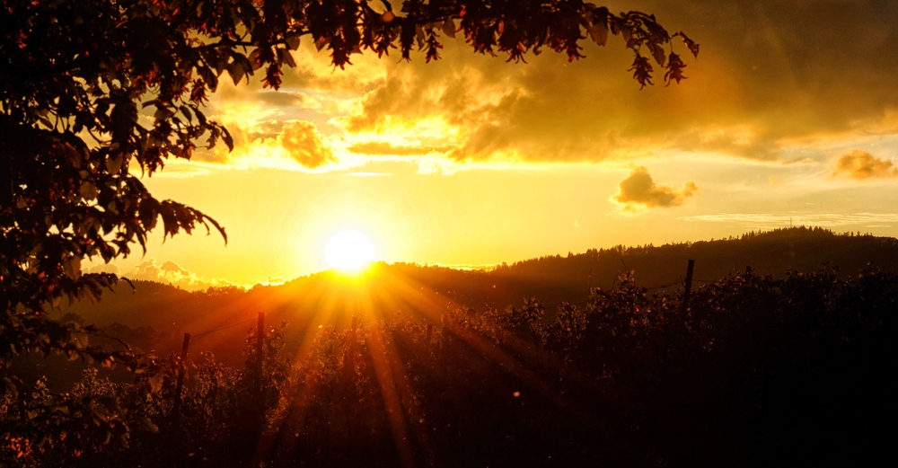 Sonnenuntergang in den Weinbergen der Mosel