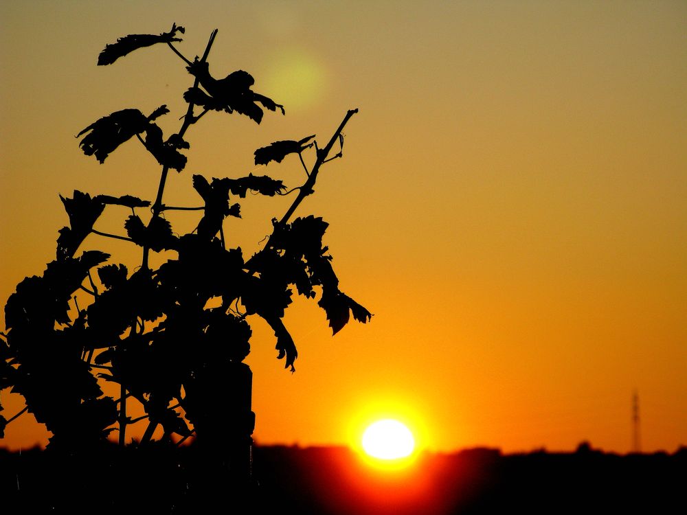 Sonnenuntergang in den Weinbergen