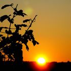 Sonnenuntergang in den Weinbergen