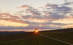 Sonnenuntergang in den Weinbergen