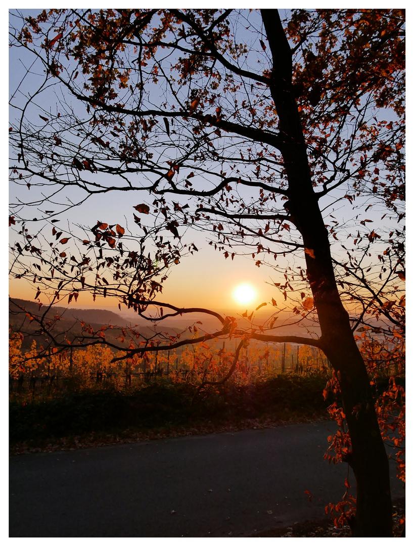 Sonnenuntergang in den Weinbergen