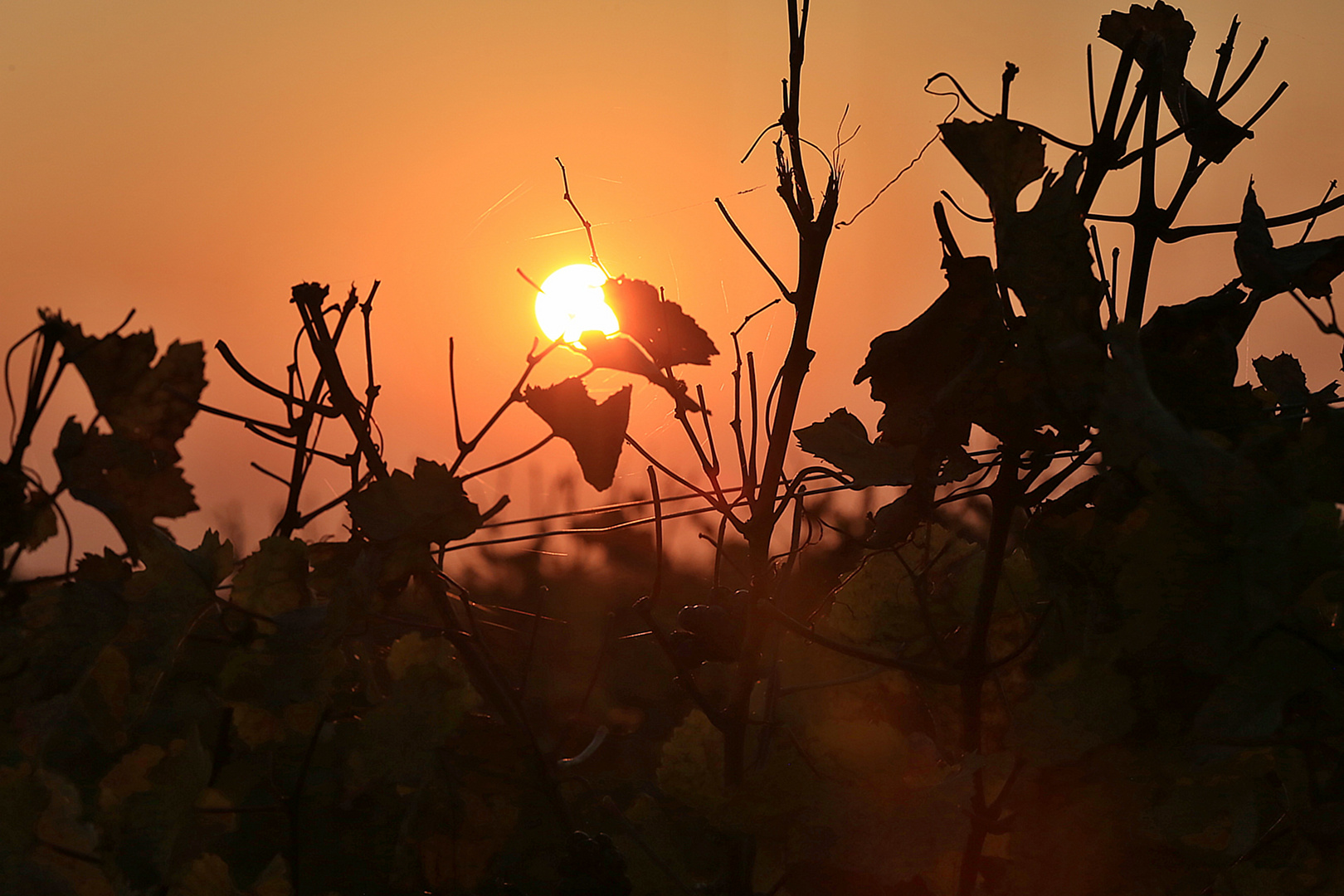 Sonnenuntergang in den Weingärten von Mönchhof im Burgenland