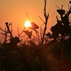 Sonnenuntergang in den Weingärten von Mönchhof im Burgenland