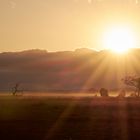 Sonnenuntergang in der Amboseli 