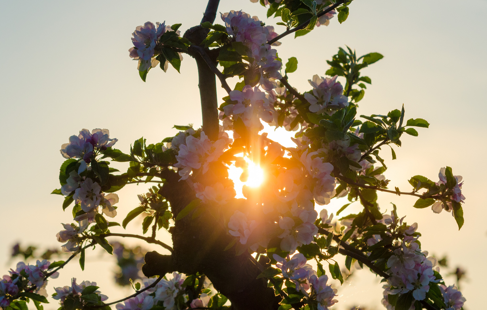 Sonnenuntergang in der Apfelblüte im Alten Land