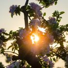 Sonnenuntergang in der Apfelblüte im Alten Land