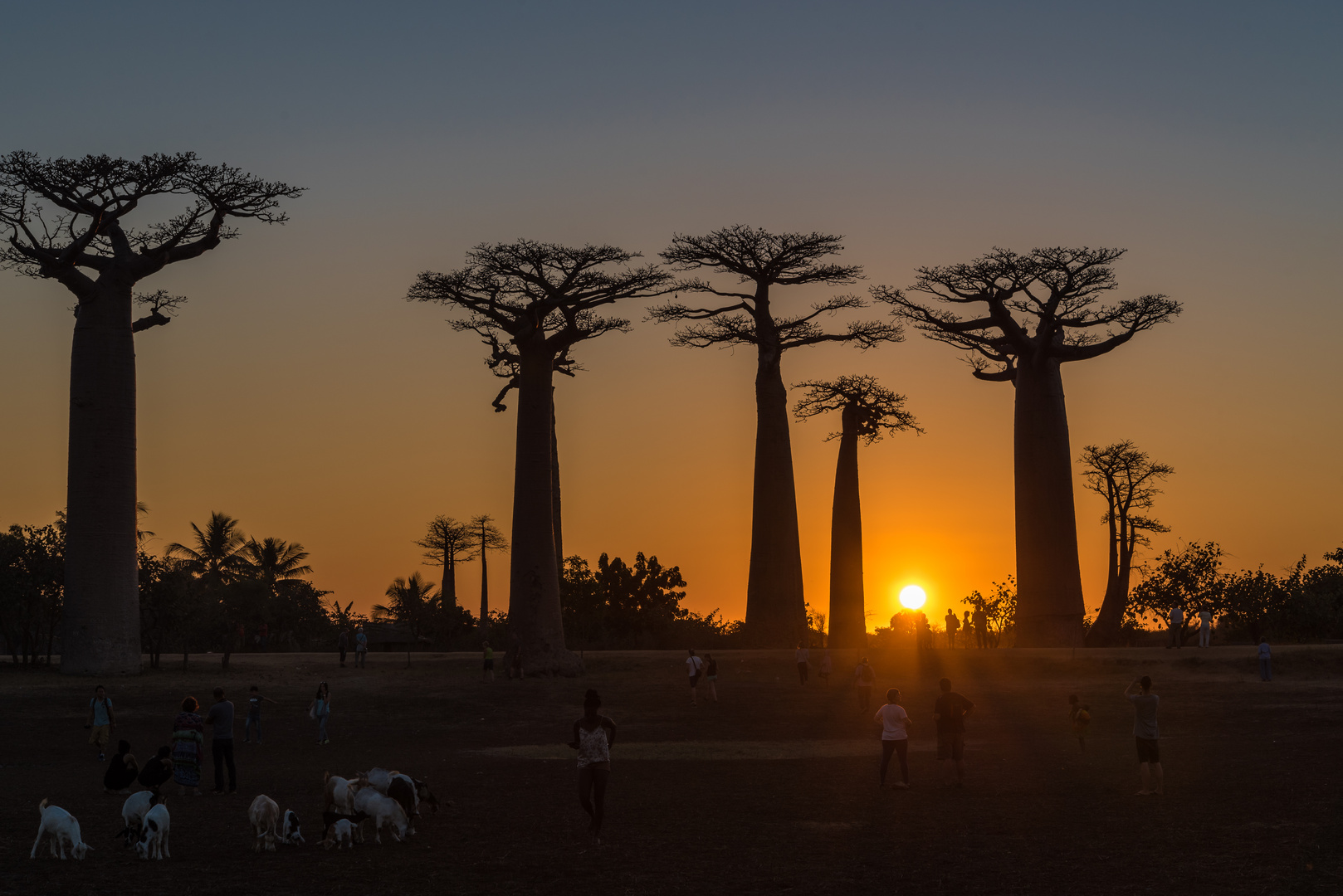 Sonnenuntergang in der Baobab Allee