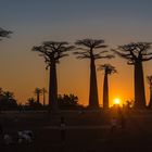 Sonnenuntergang in der Baobab Allee