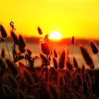 Sonnenuntergang in der Bretagne