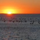 Sonnenuntergang in der Camargue