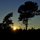 Sonnenuntergang in der Coesfelder Heide