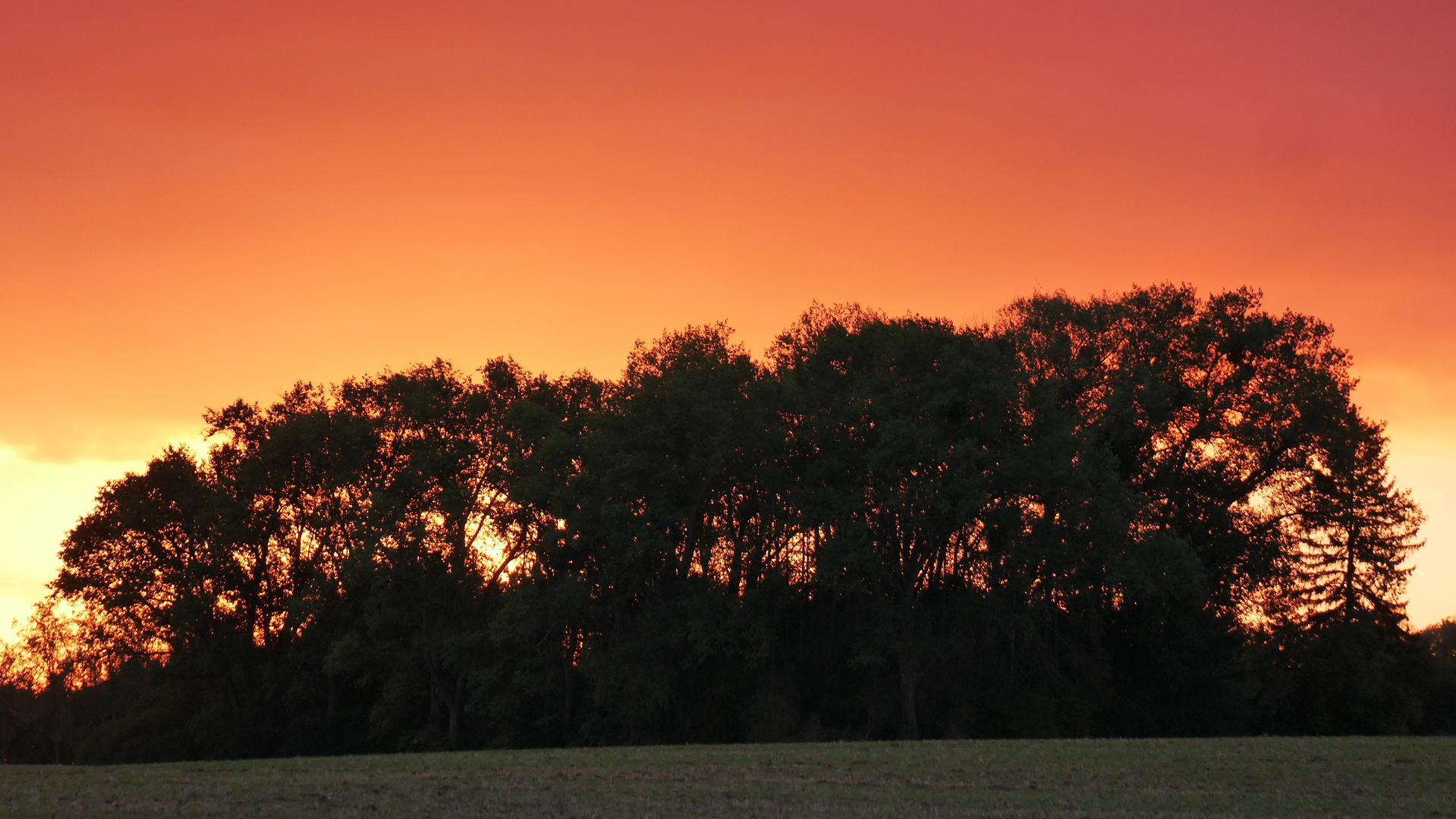 Sonnenuntergang in der Eifel - hinter Bäumen