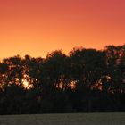 Sonnenuntergang in der Eifel - hinter Bäumen