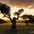 Sonnenuntergang in der Extremadura