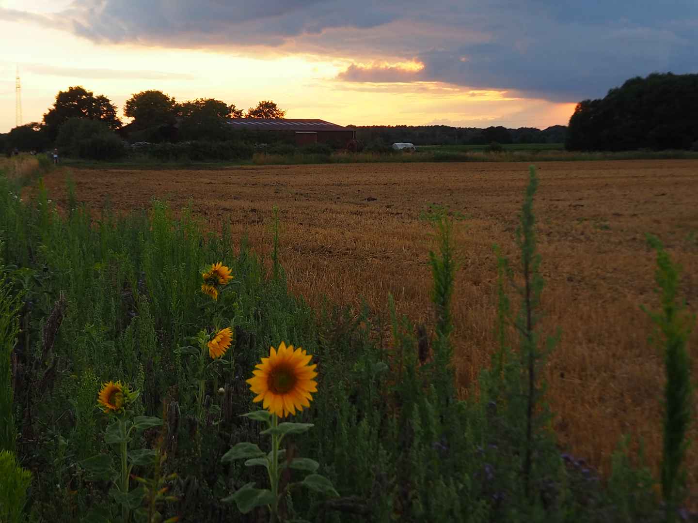 Sonnenuntergang in der Feldmark 