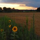 Sonnenuntergang in der Feldmark 